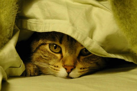 stoopid_cat-32