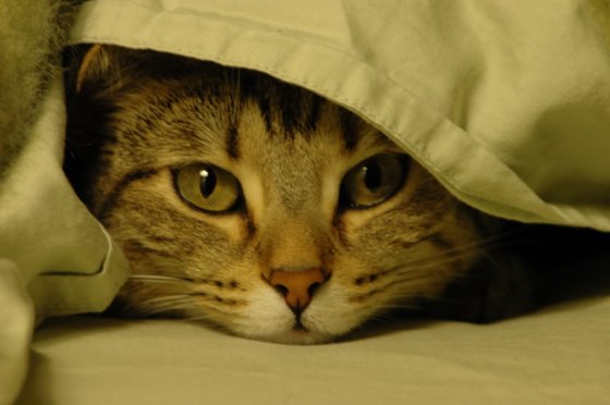 stoopid_cat-33
