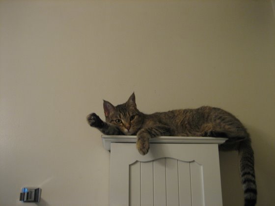 stoopid_cat-34