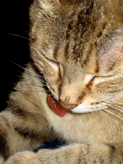 stoopid_cat-39