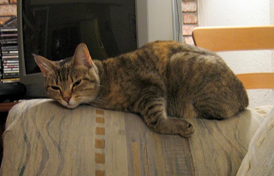 stoopid_cat-41