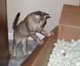 stoopid_cat-00