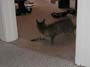 stoopid_cat-03