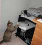 stoopid_cat-04