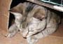 stoopid_cat-05