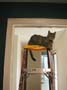 stoopid_cat-13
