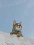 stoopid_cat-15