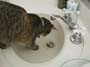 stoopid_cat-16