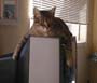 stoopid_cat-23