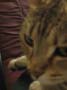 stoopid_cat-29