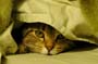 stoopid_cat-32