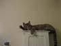 stoopid_cat-34