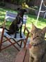 stoopid_cat-38