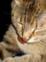 stoopid_cat-39