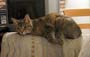 stoopid_cat-41