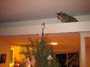 stoopid_cat-42